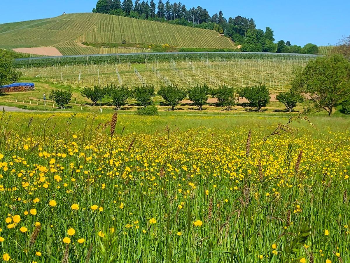Winzerhof Maennle Διαμέρισμα Oberkirch  Εξωτερικό φωτογραφία