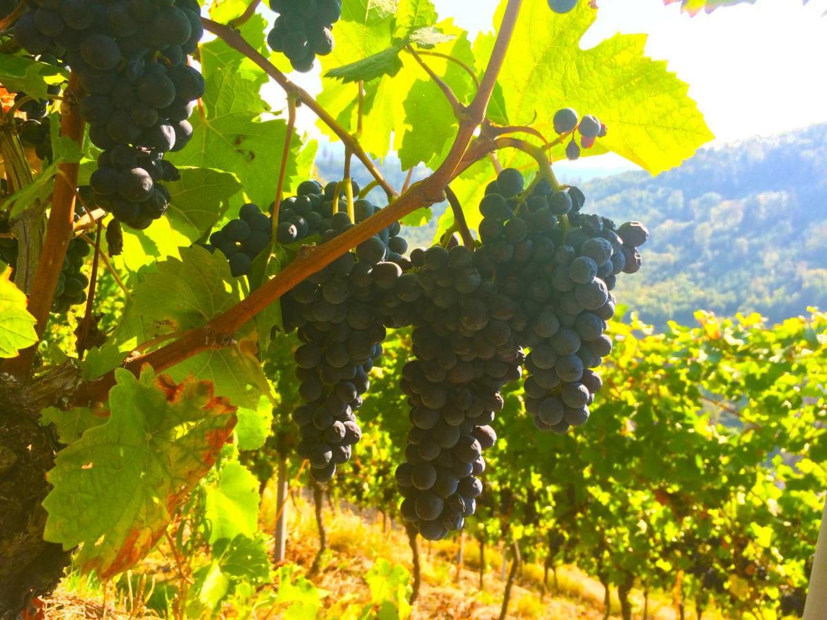 Winzerhof Maennle Διαμέρισμα Oberkirch  Εξωτερικό φωτογραφία